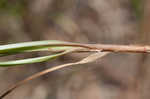 Great plains flatsedge